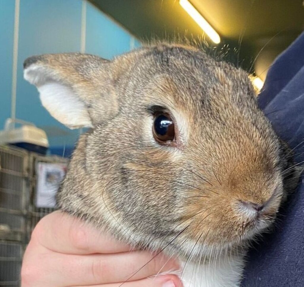 Scotch - Male Rabbit European Rabbit in VIC - PetRescue