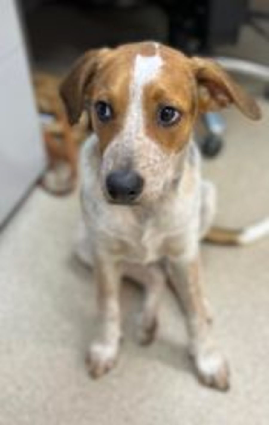 Trigger - Medium Male Australian Cattle Dog x Rhodesian Ridgeback Dog ...