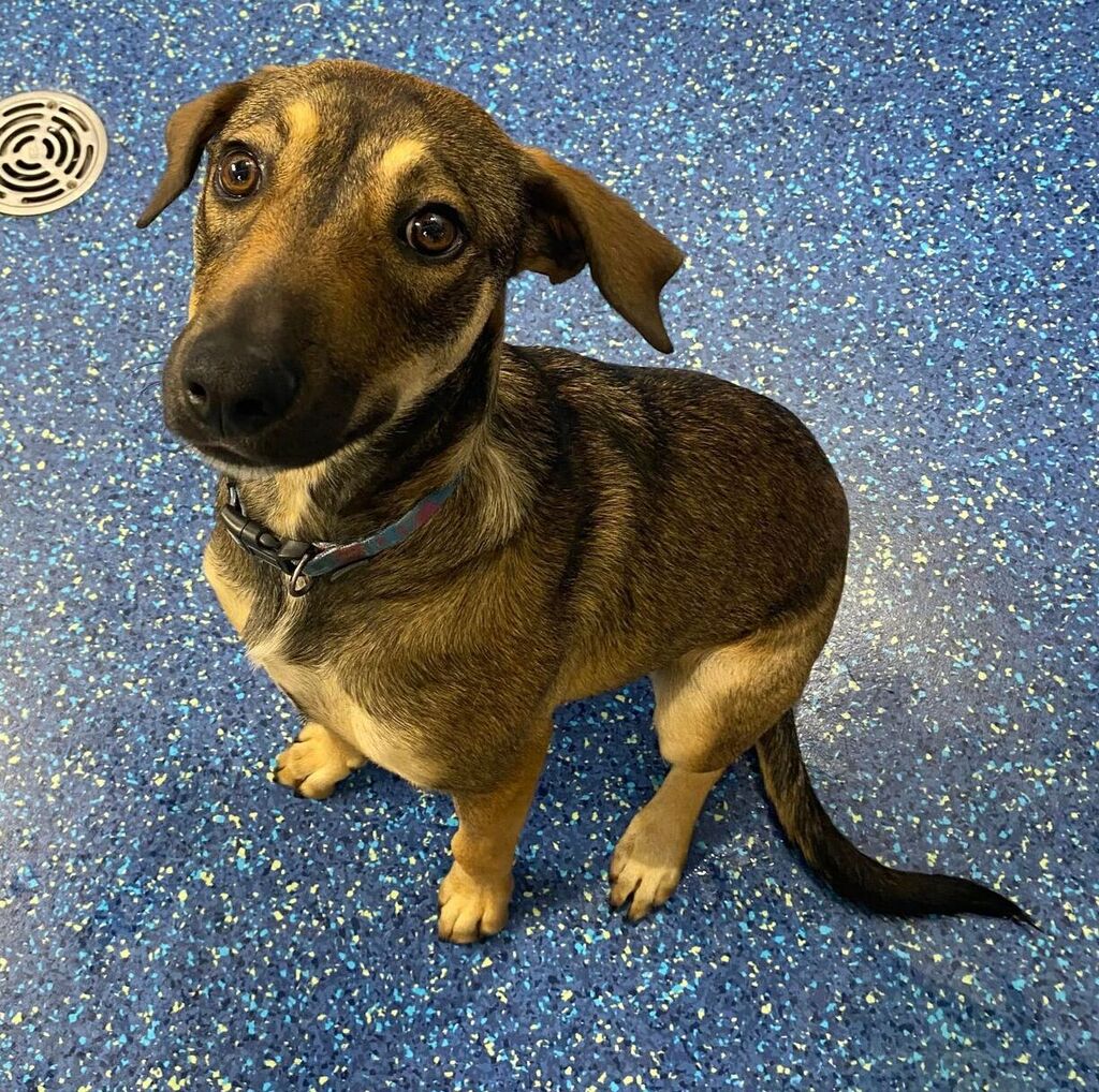 Mindie Medium Female Bull Arab x Kelpie Mix Dog in