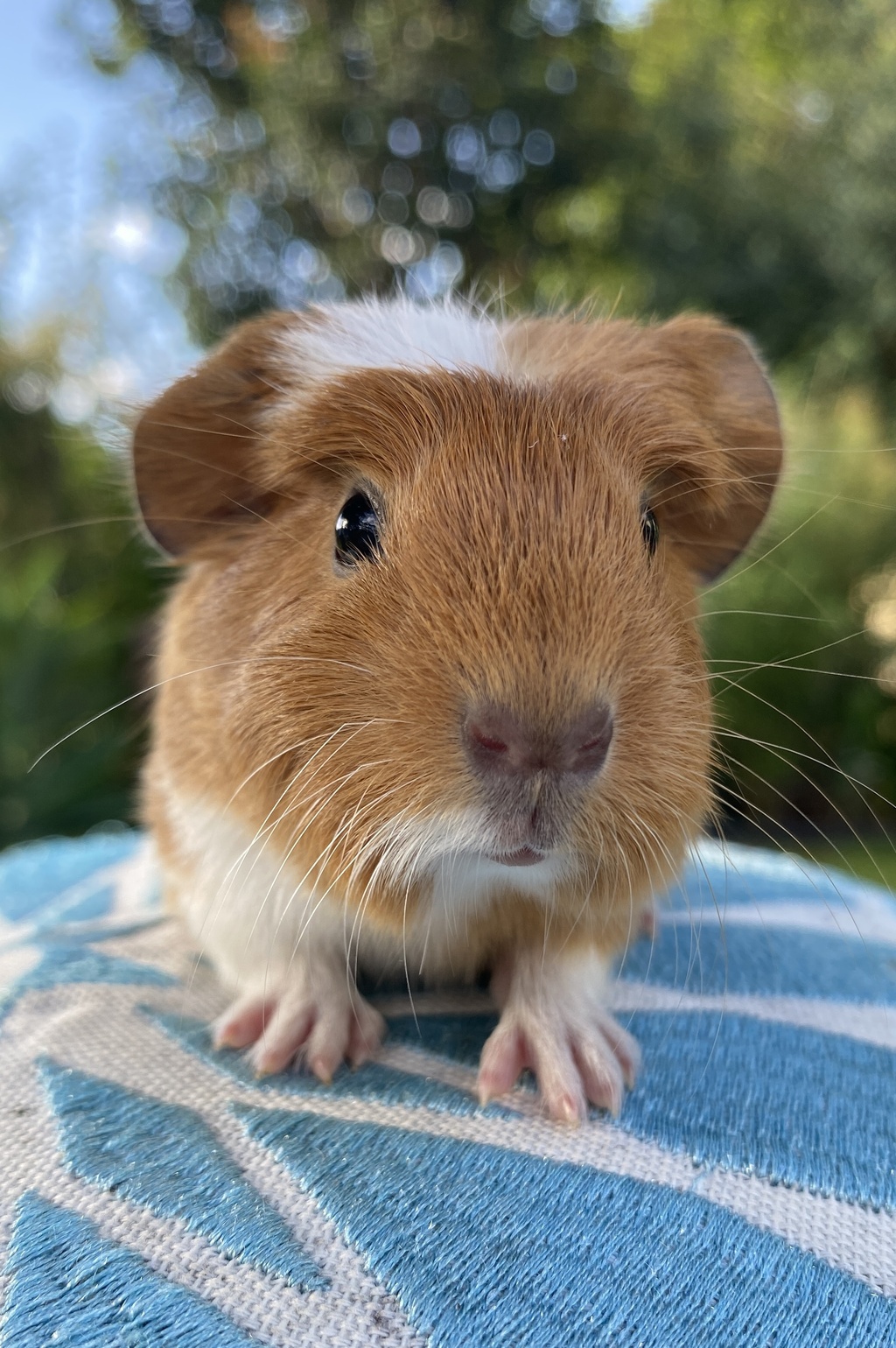 Professor Marmalade Male Shorthair Crested x Smooth Hair Mix Guinea Pig in QLD PetRescue