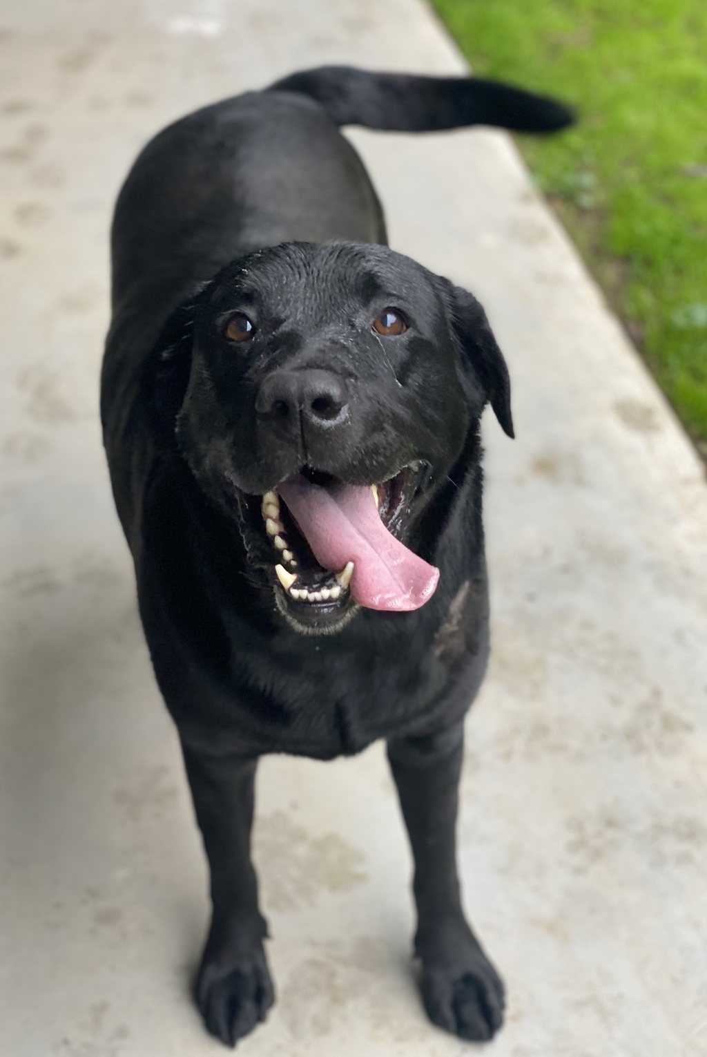 Ryan Labrador Ryan - Large Male Labrador Mix Dog in VIC - PetRescue