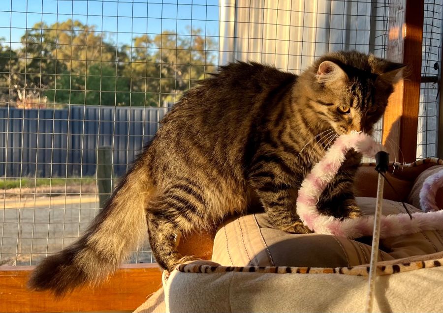 Tammy Female Domestic Long Hair Cat in VIC PetRescue