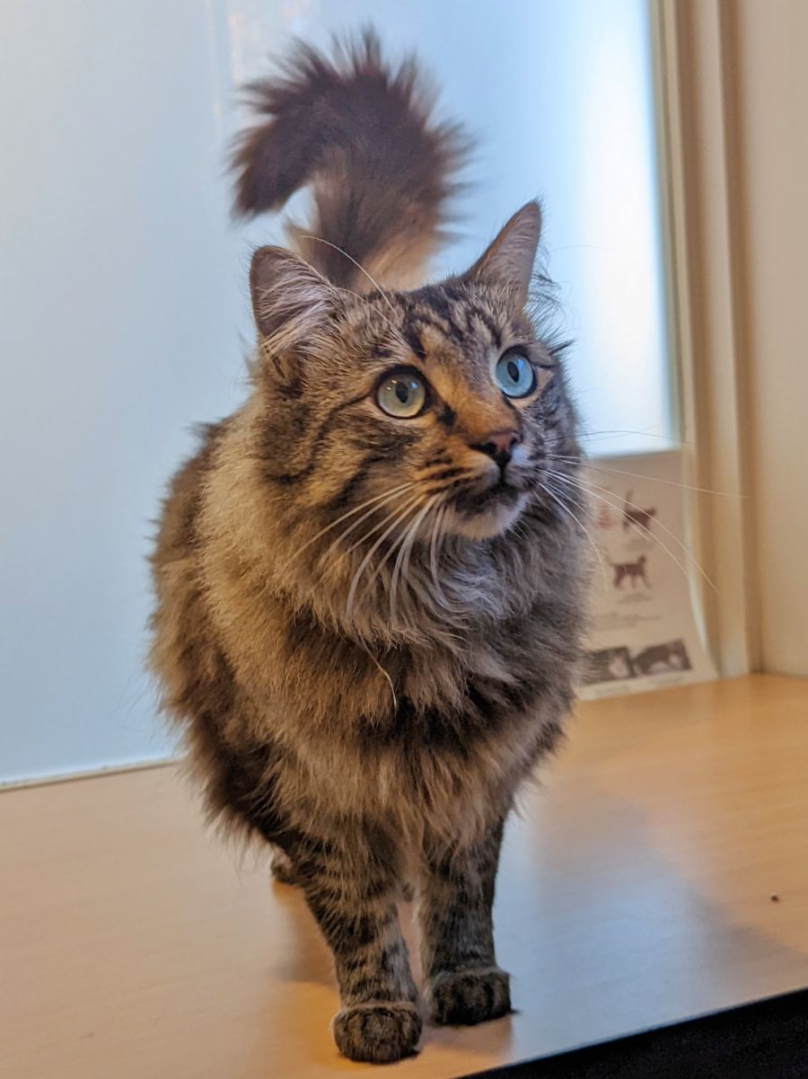 Ollie - Male Domestic Long Hair Cat in VIC - PetRescue