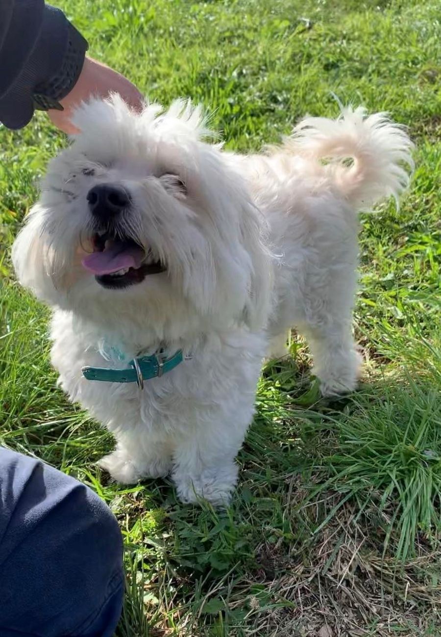Scruffy Small Male Maltese Dog in NSW PetRescue
