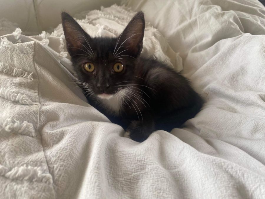 Parsley Female Domestic Short Hair Cat in QLD PetRescue