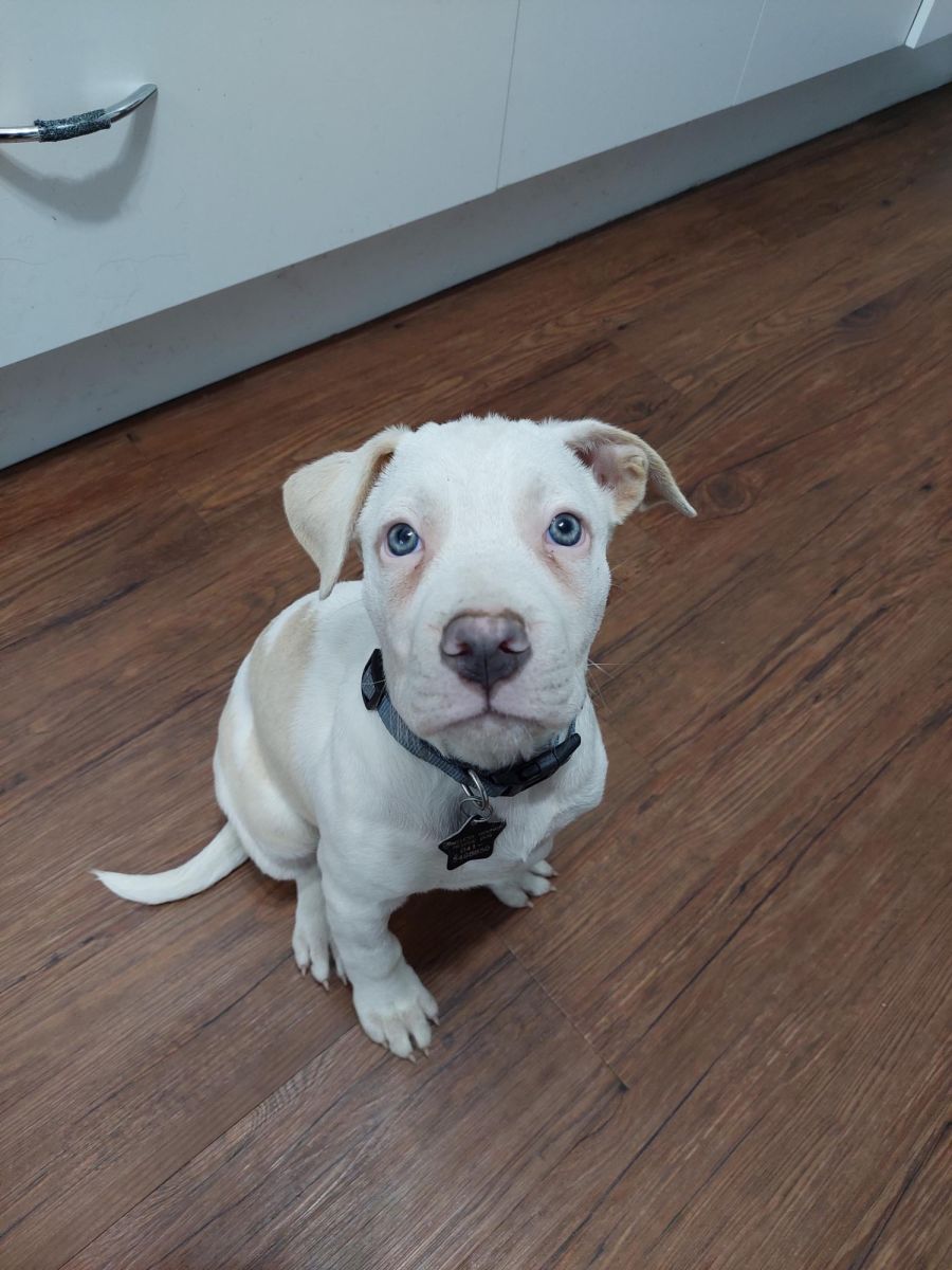 Rue Medium Female Staffy x Beagle x Great Dane Mix Dog in VIC PetRescue
