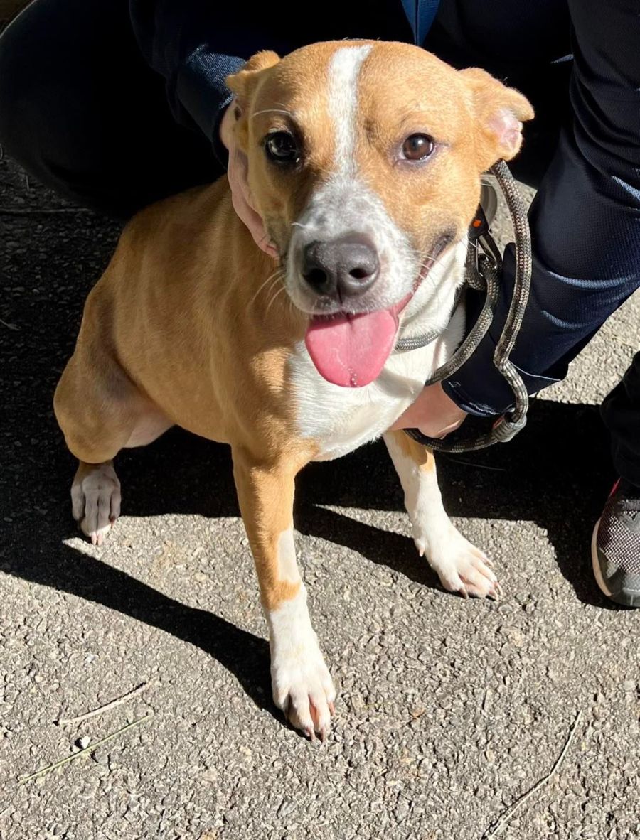 Sandy - Medium Female Australian Cattle Dog x Rhodesian Ridgeback Dog ...