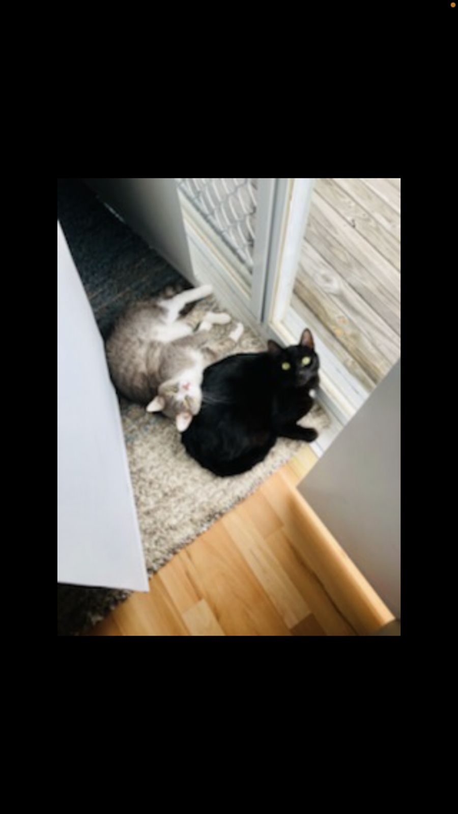 Claws N Paws Rescue PetRescue