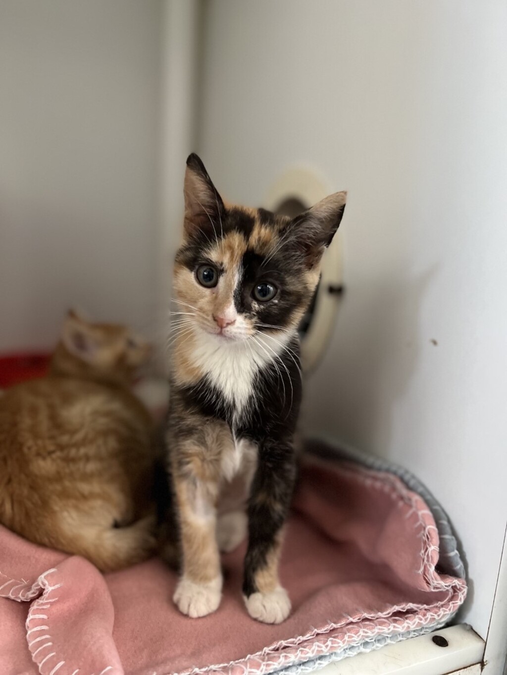 Velvet Female Domestic Short Hair Mix Cat in NSW PetRescue