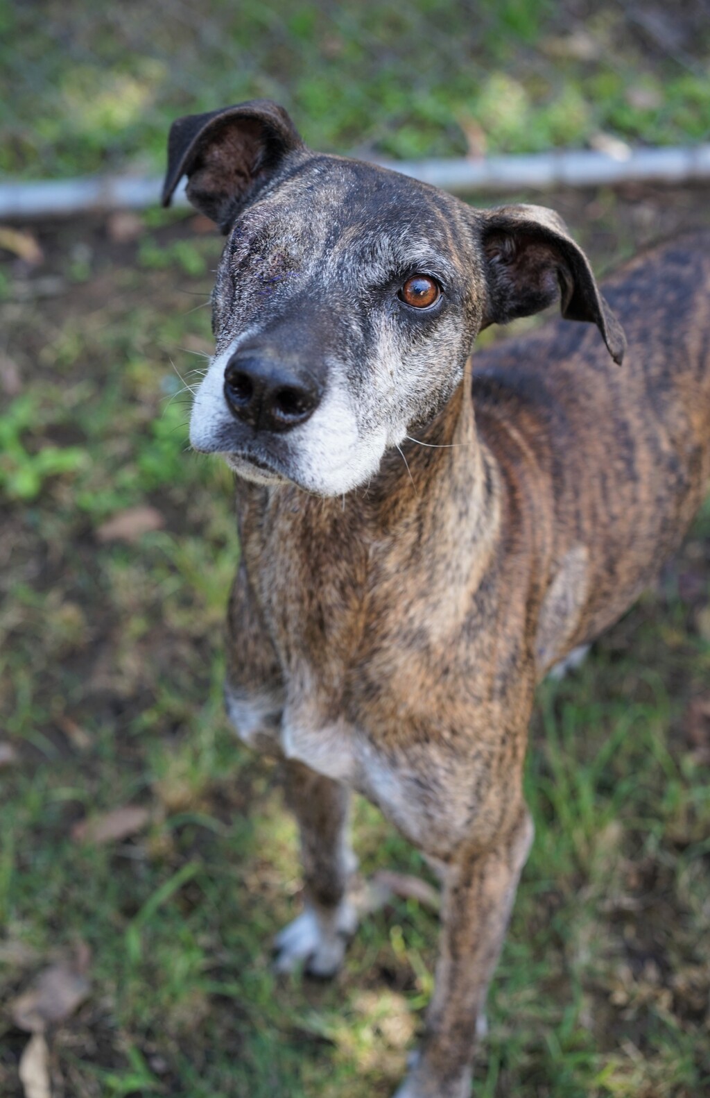Arabic Ridgeback Debra - Large Female Bull Arab x Rhodesian Ridgeback Mix Dog in QLD ...