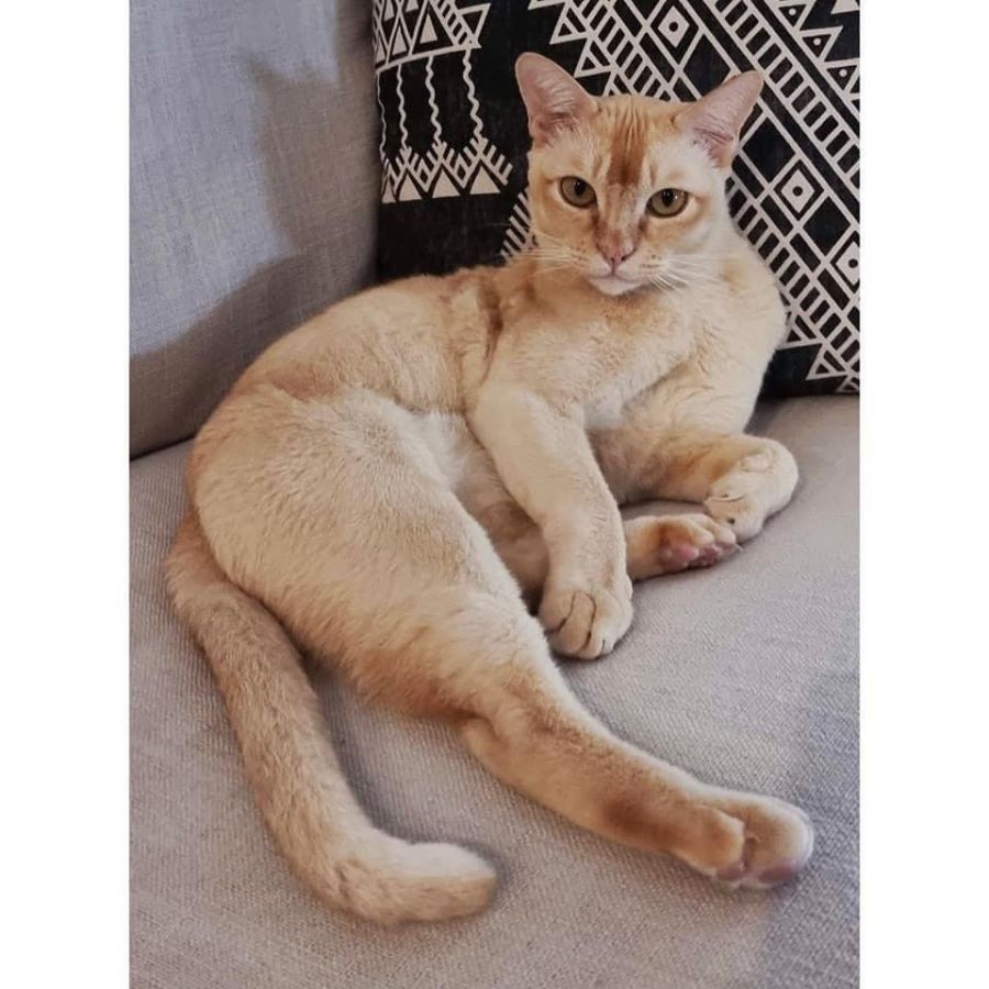 7293 Seri Male Burmese Cat in WA PetRescue