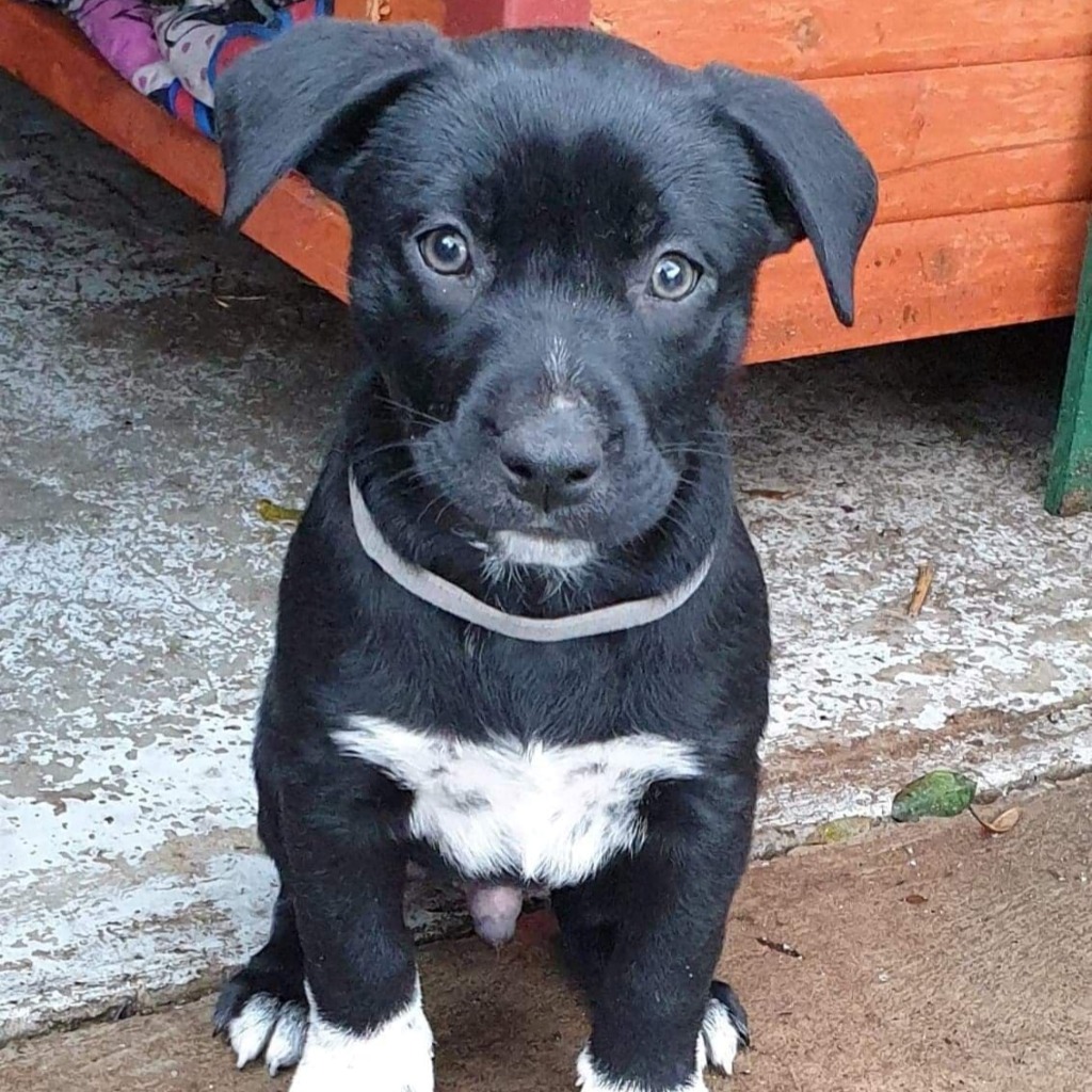 Rooster Large Male Mixed Breed Dog in WA PetRescue