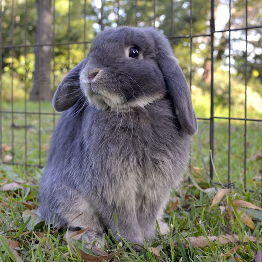 Guzman - Male Mini Lop Rabbit in NSW - PetRescue
