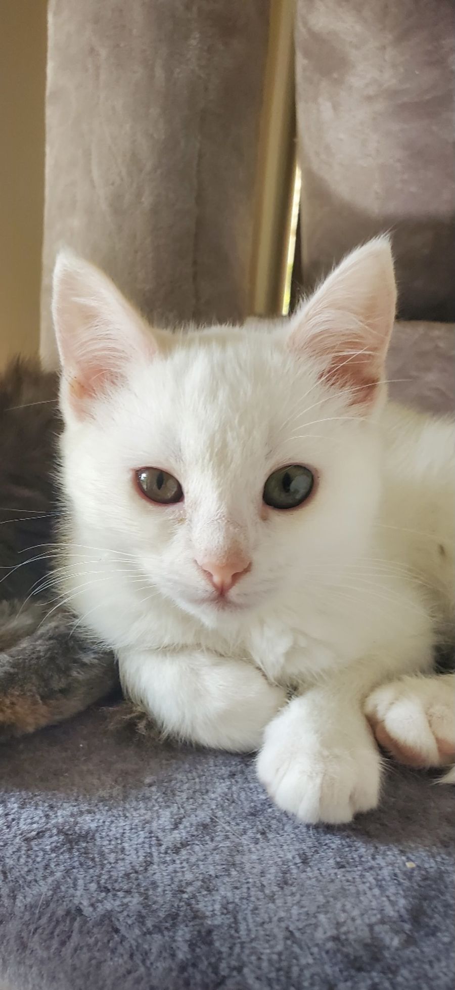 Snowflake Female Domestic Short Hair Cat in NSW PetRescue