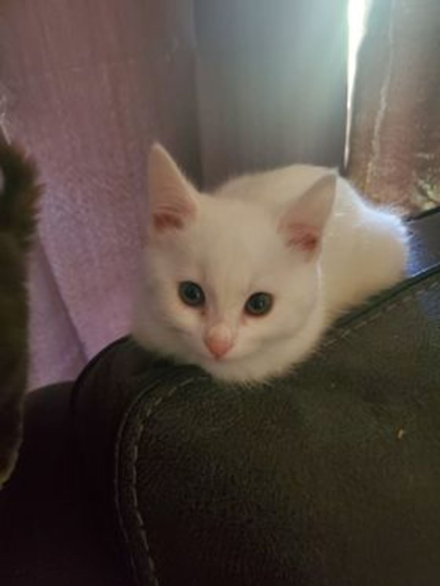 Snowflake Female Domestic Short Hair Cat in NSW PetRescue