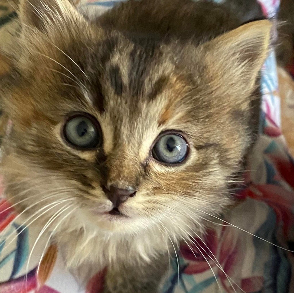 Clove Female Domestic Medium Hair Cat in WA PetRescue