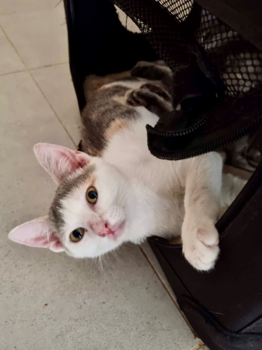 Small Paws Animal Rescue QLD PetRescue