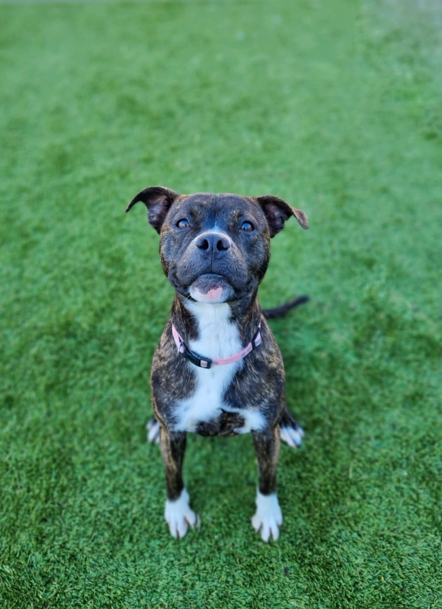 Lilly Medium Female Staffy x Boxer Mix Dog in NSW PetRescue