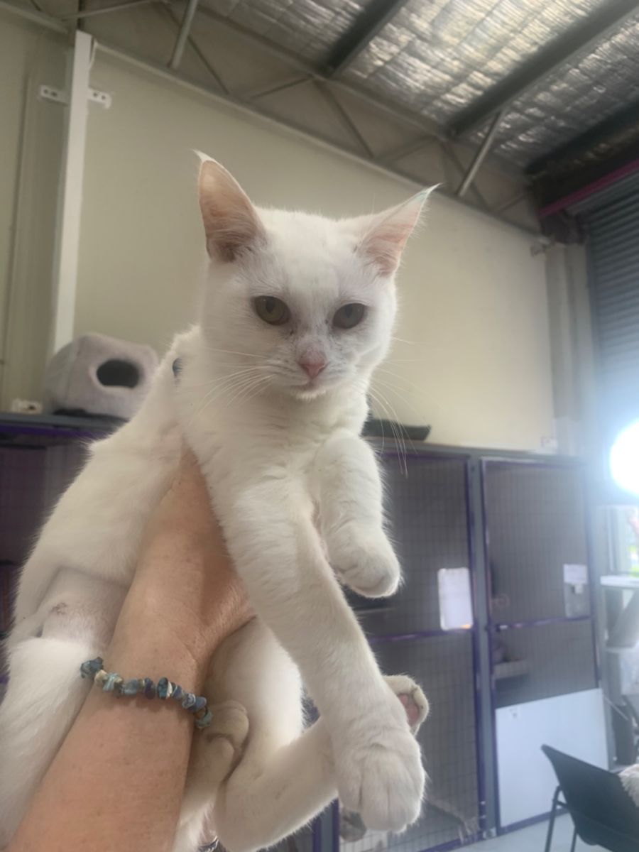 Cat Rescued From Sll Sally's Cat & Kitten Rescue Inc - PetRescue