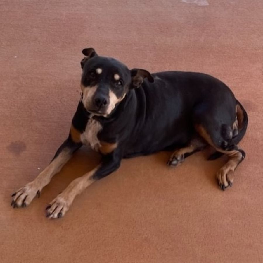 Oldies but Goodies Dog Rescue PetRescue