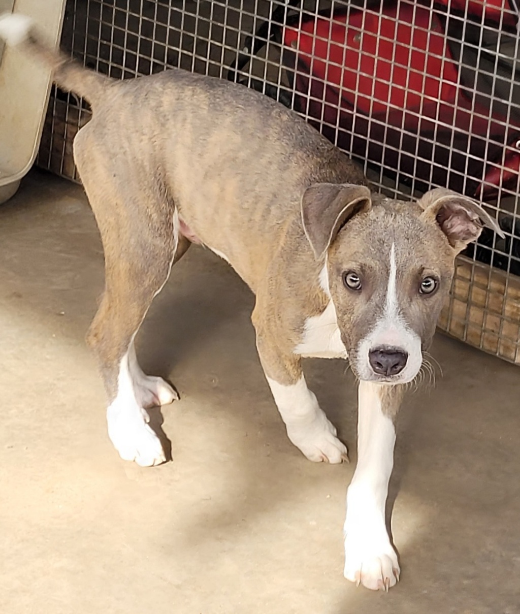 Santa Large Male Staffordshire Terrier Mix Dog In Nsw Petrescue