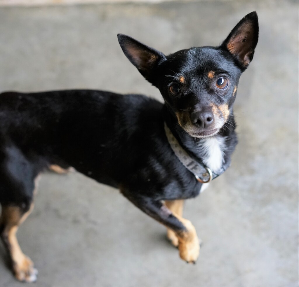 Dusty Small Male Chihuahua x Miniature Fox Terrier Mix Dog in QLD PetRescue