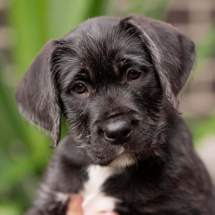 Australian K9 Rescue Vic PetRescue