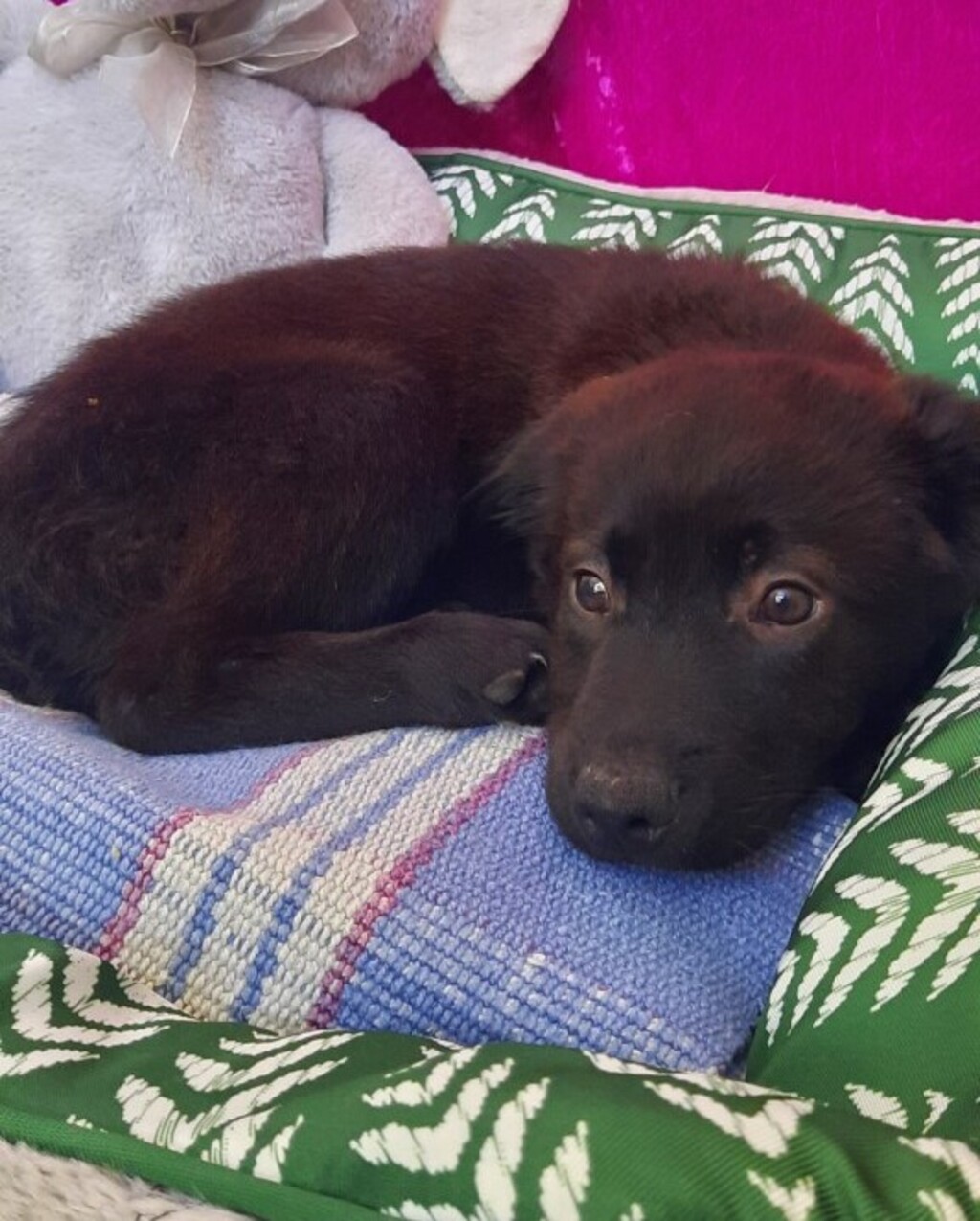 Arlo Medium Male German Shepherd x Kelpie Mix Dog in QLD PetRescue