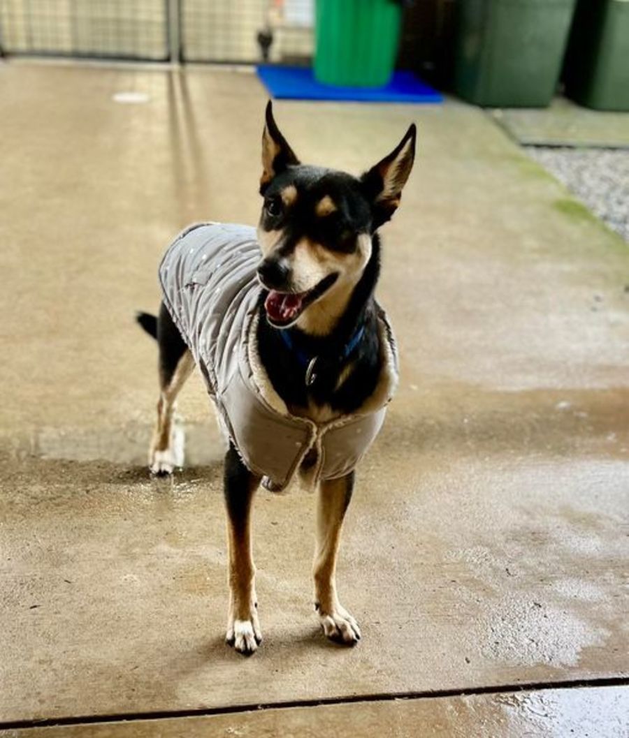 Port Macquarie Animal Shelter PetRescue