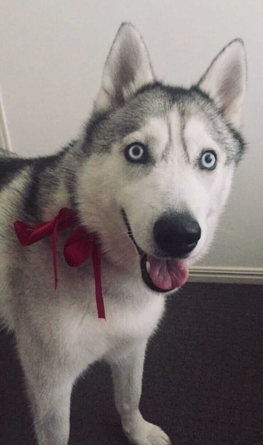 Best Friends Rescue QLD PetRescue