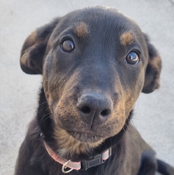 Rhodesian ridgeback hotsell heeler mix