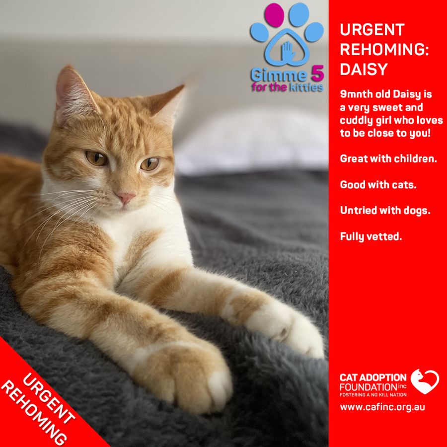 Daisy Private Rehoming No Charge! Female Domestic Short Hair Cat in
