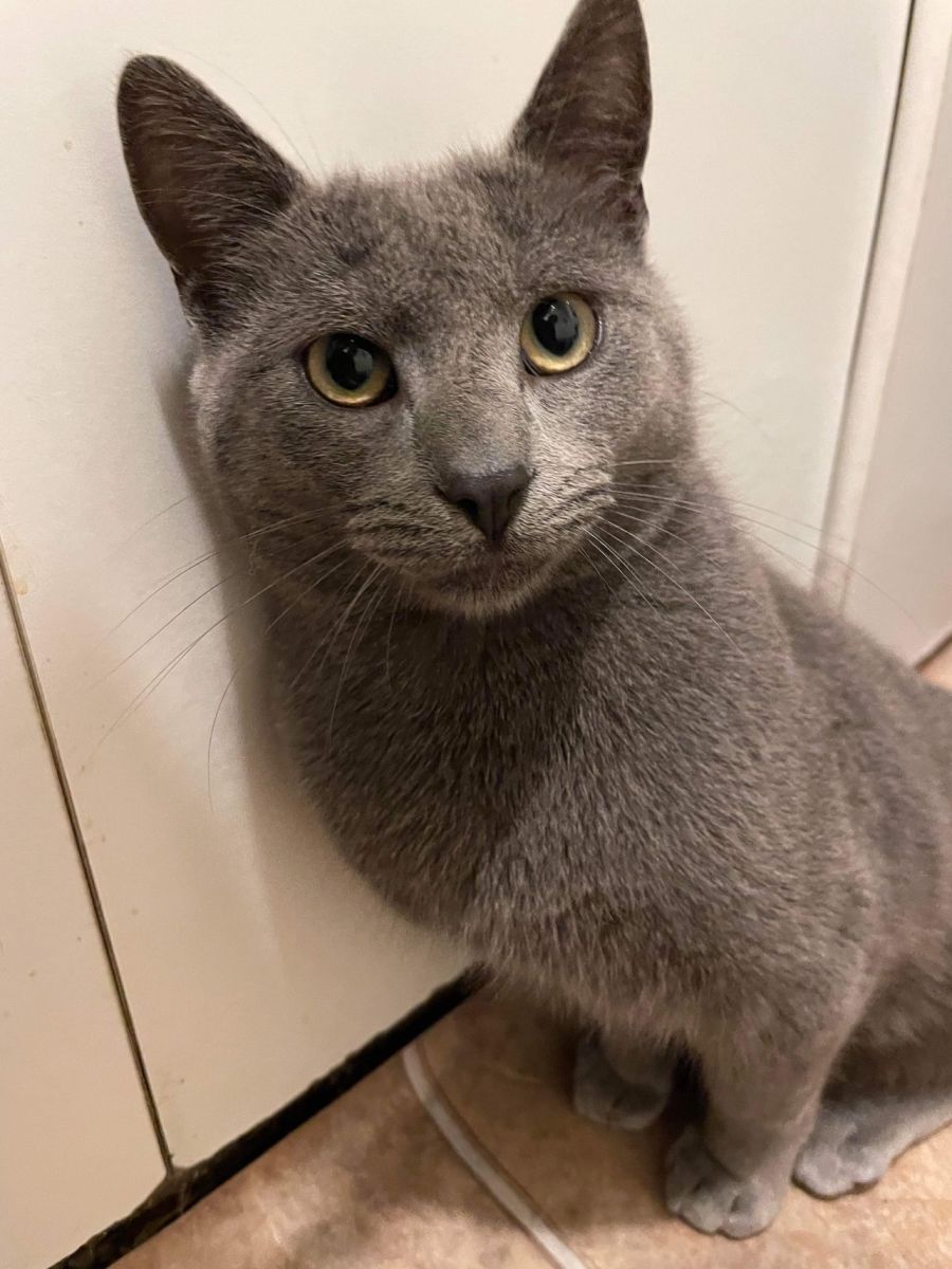 Jameson Male Russian Blue Cat in VIC PetRescue