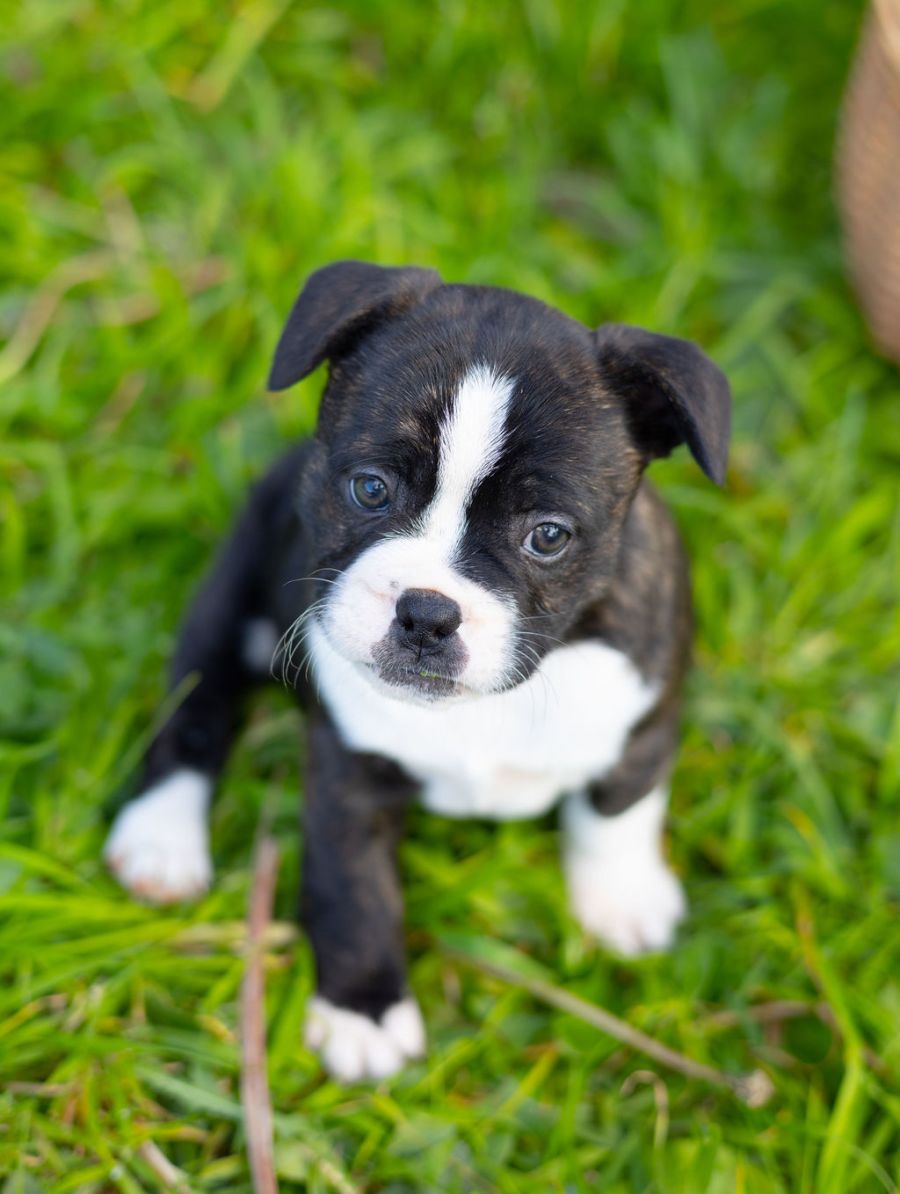 Orleans Medium Female Staffy x French Bulldog Dog in NSW PetRescue