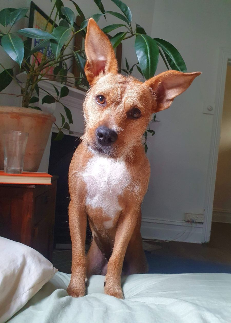 Homeless Hounds Animal Rescue PetRescue