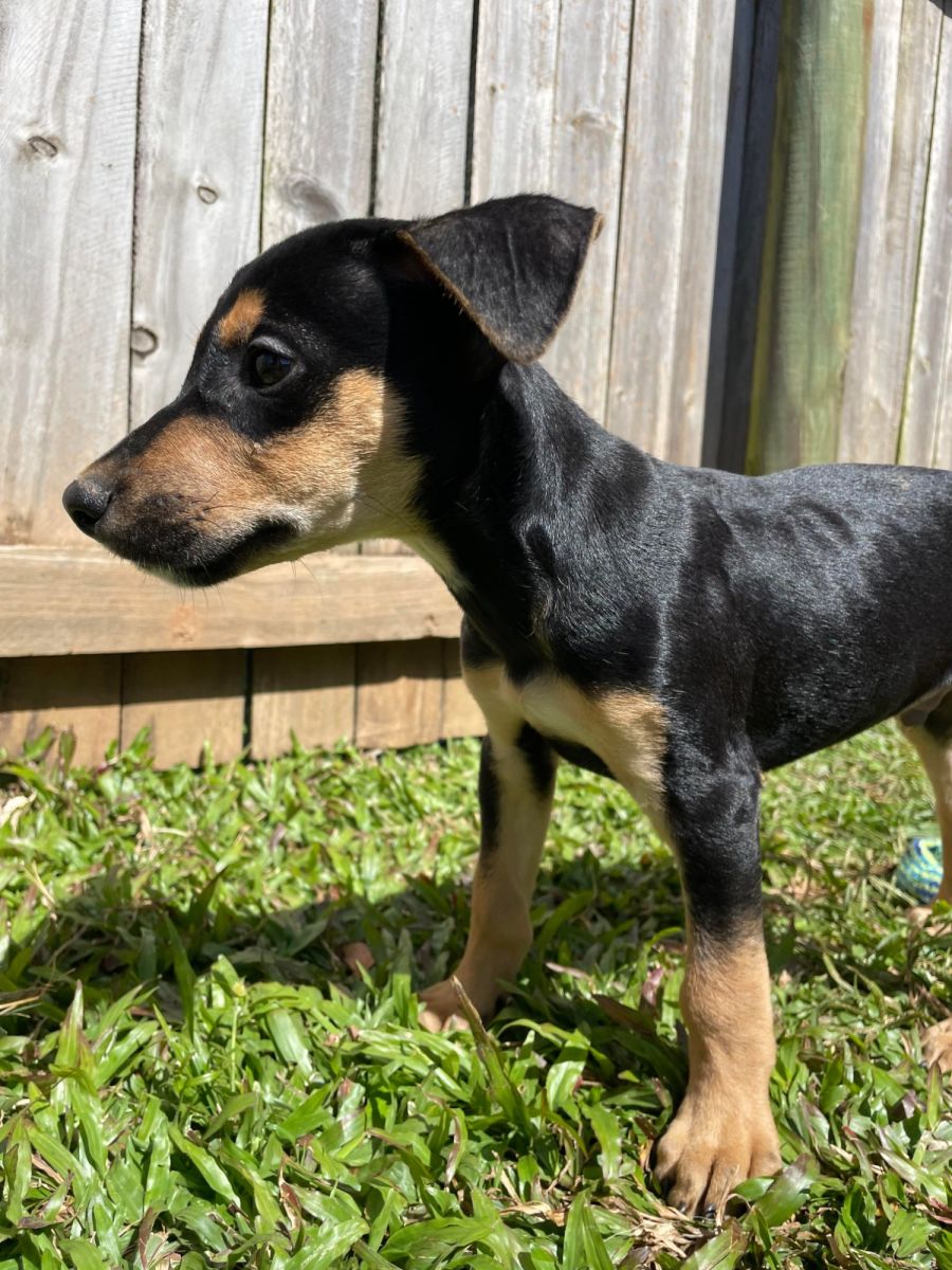 Elwyn - Medium Male Kelpie Mix Dog in QLD - PetRescue