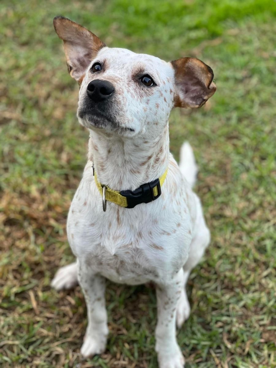 Australian K9 Rescue Vic PetRescue