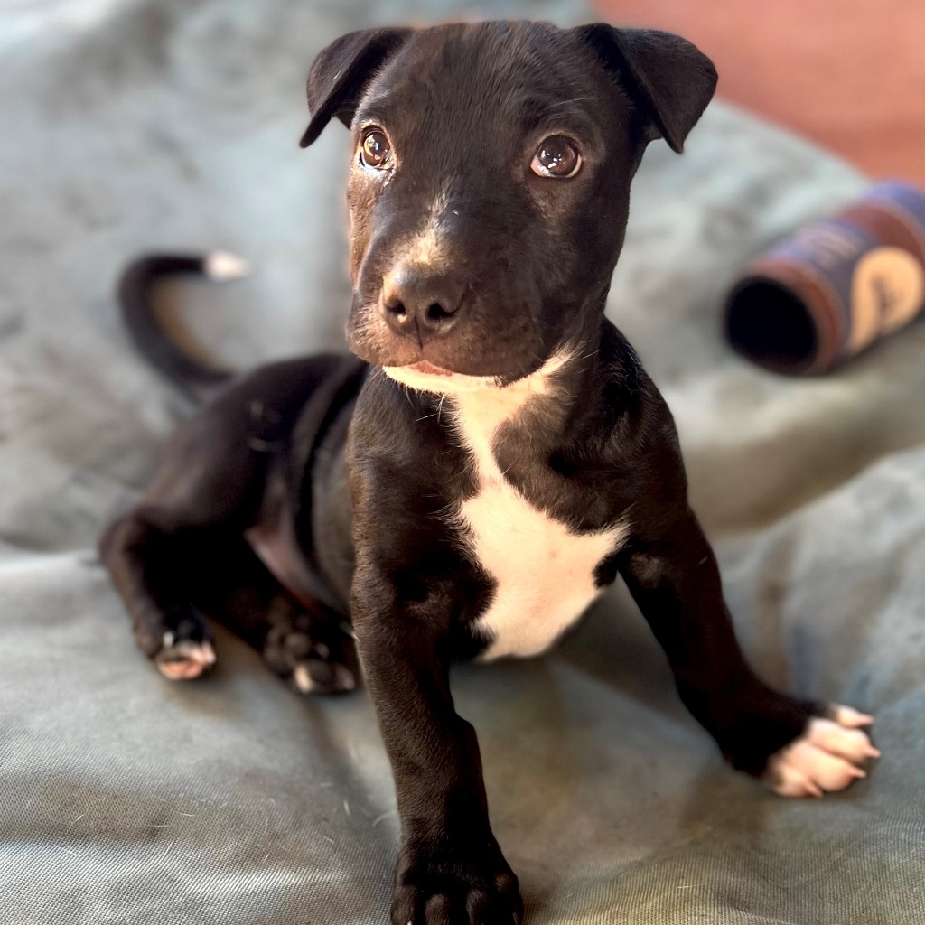 SAFE Karratha (Saving Animals From Euthanasia) PetRescue