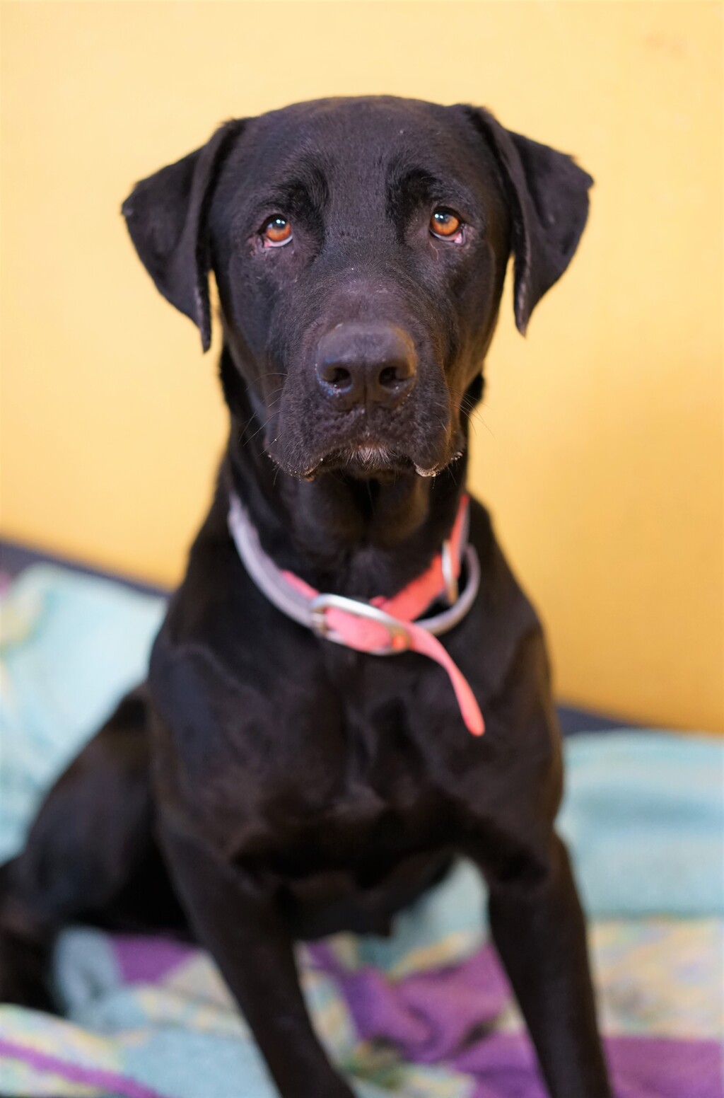 Winnie - Large Female Rottweiler x Labrador Retriever Mix Dog in QLD ...