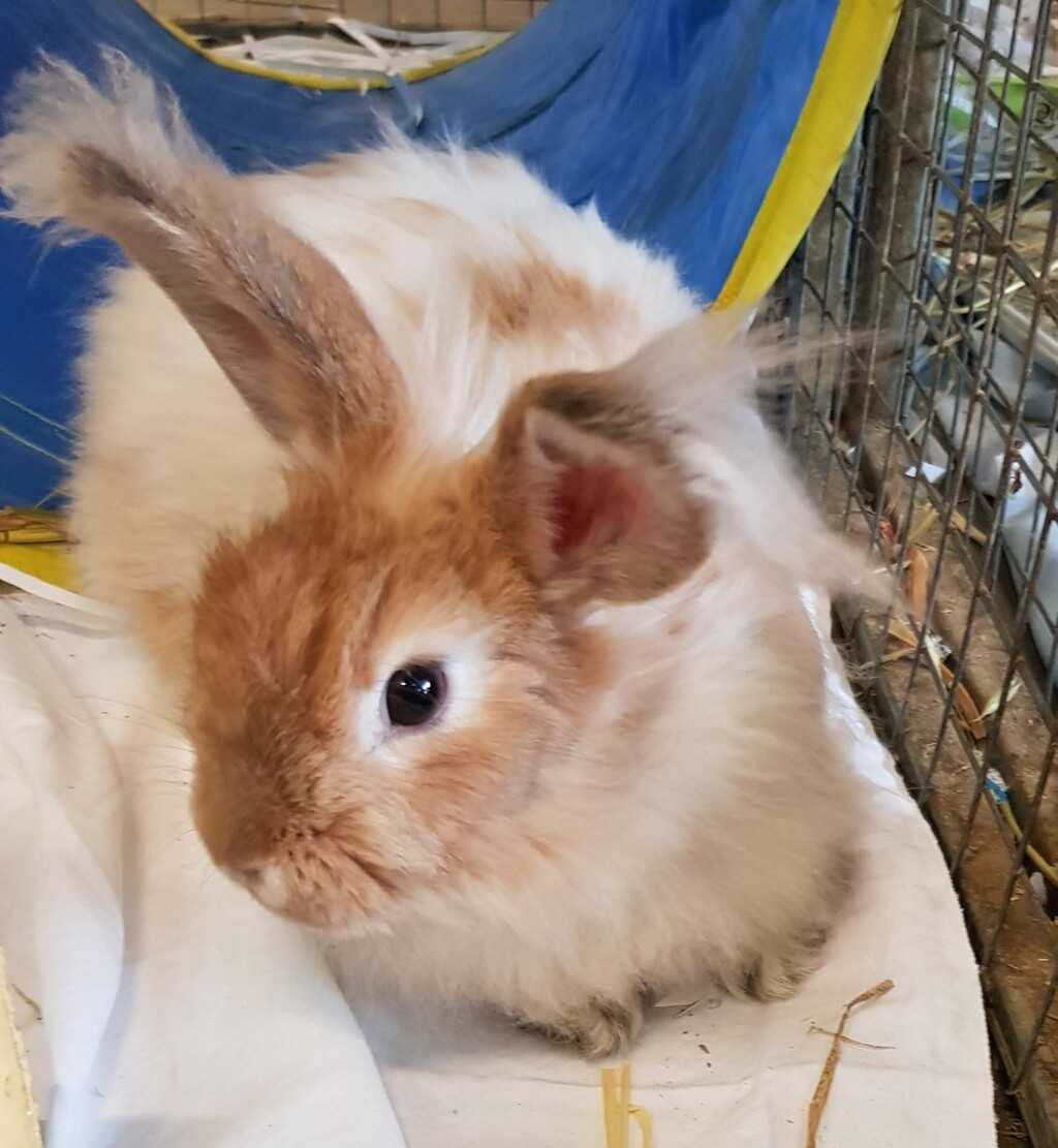 Honey - Female Angora Rabbit in VIC - PetRescue