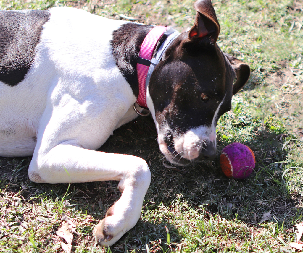 Bell - Large Female German Shorthaired Pointer x Greyhound Mix Dog in ...