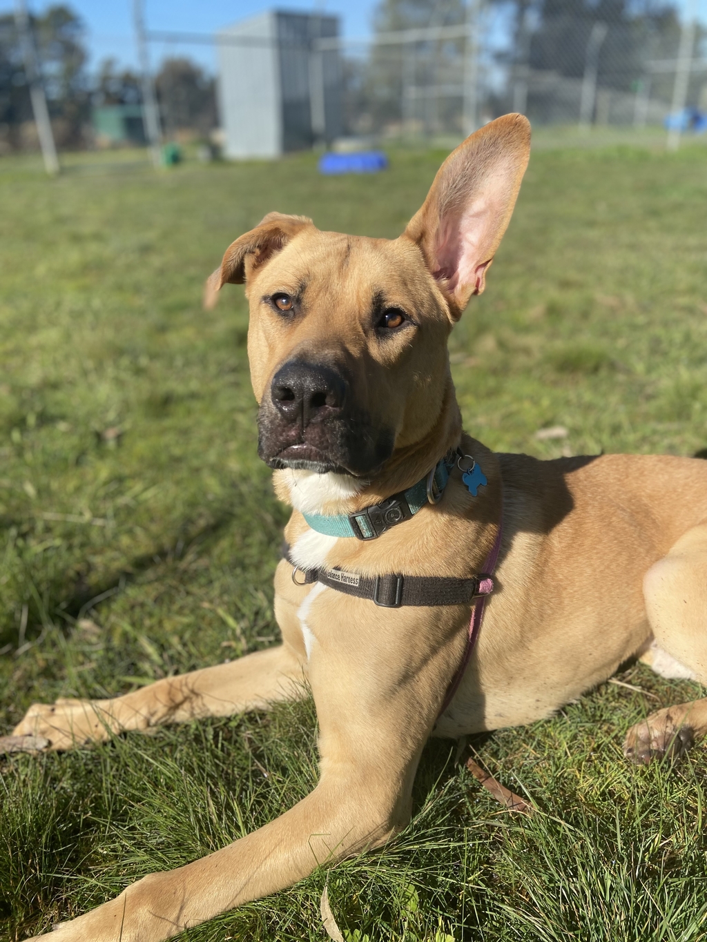 German shepherd mixed discount with american bulldog