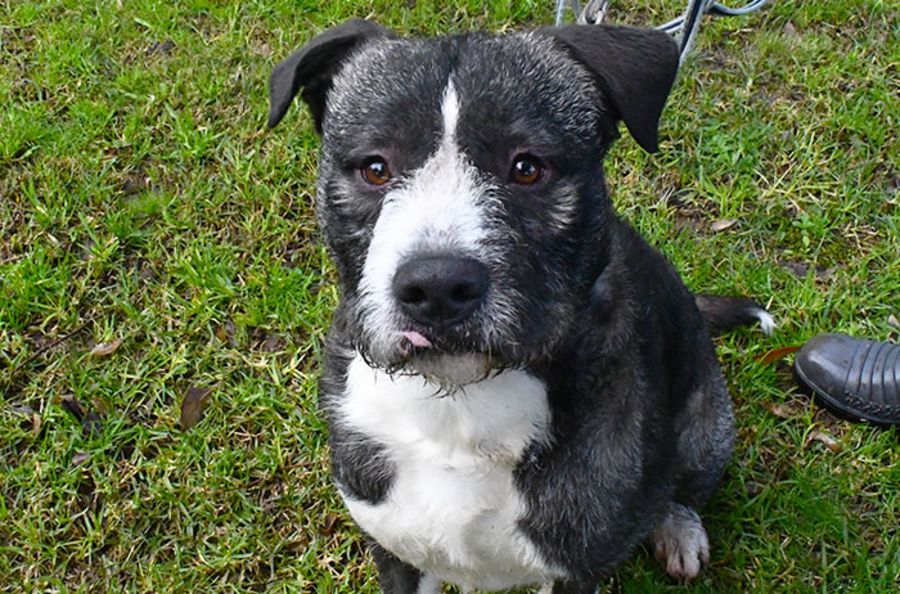 Bingo 34467 Campbelltown ACF Large Male Mastiff Mix Dog in NSW