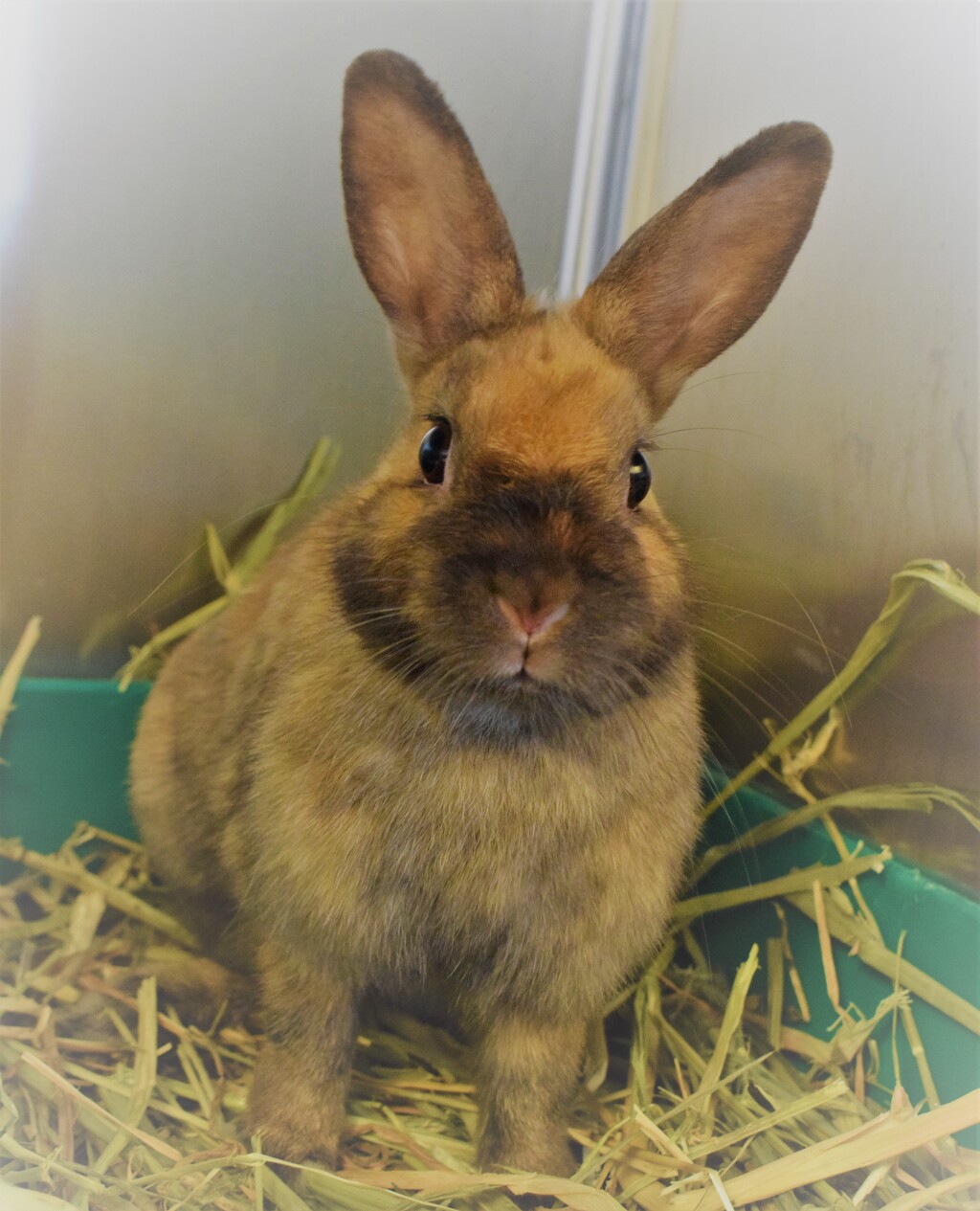 Bethany - Female Rabbit Unspecified Rabbit in VIC - PetRescue