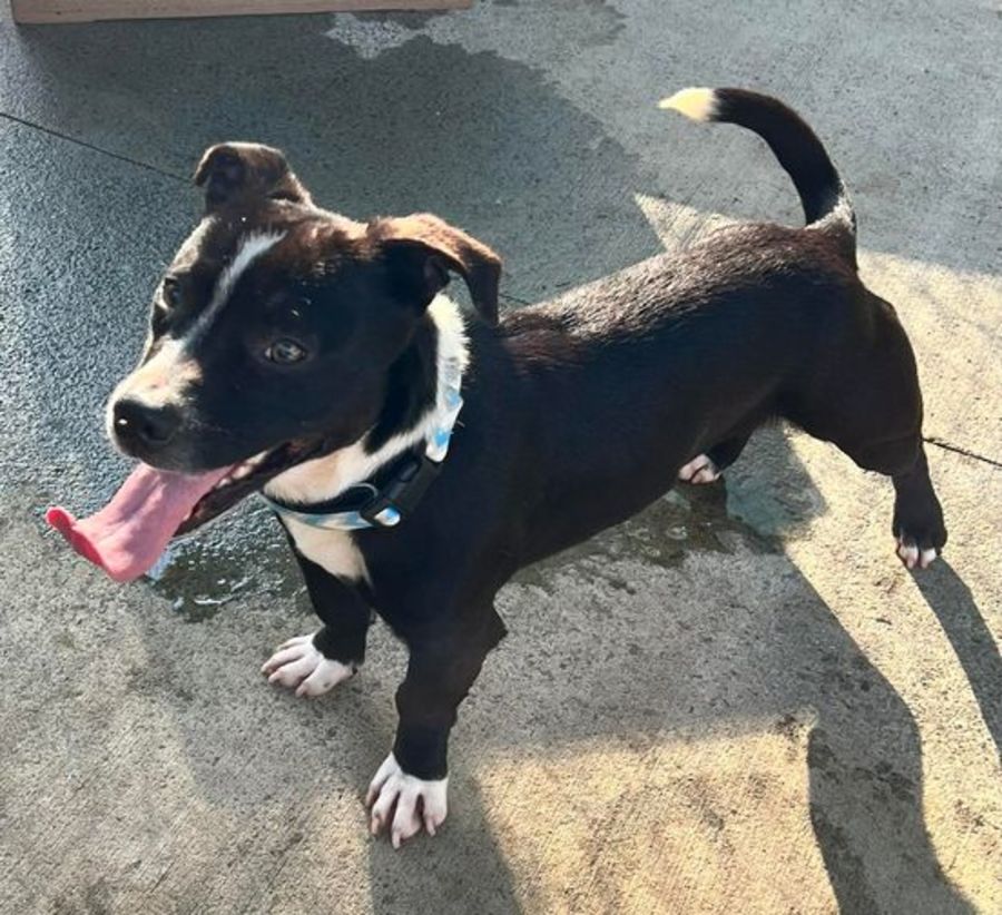 Elijah Small Male Staffy x Jack Russell Terrier Dog in NSW PetRescue