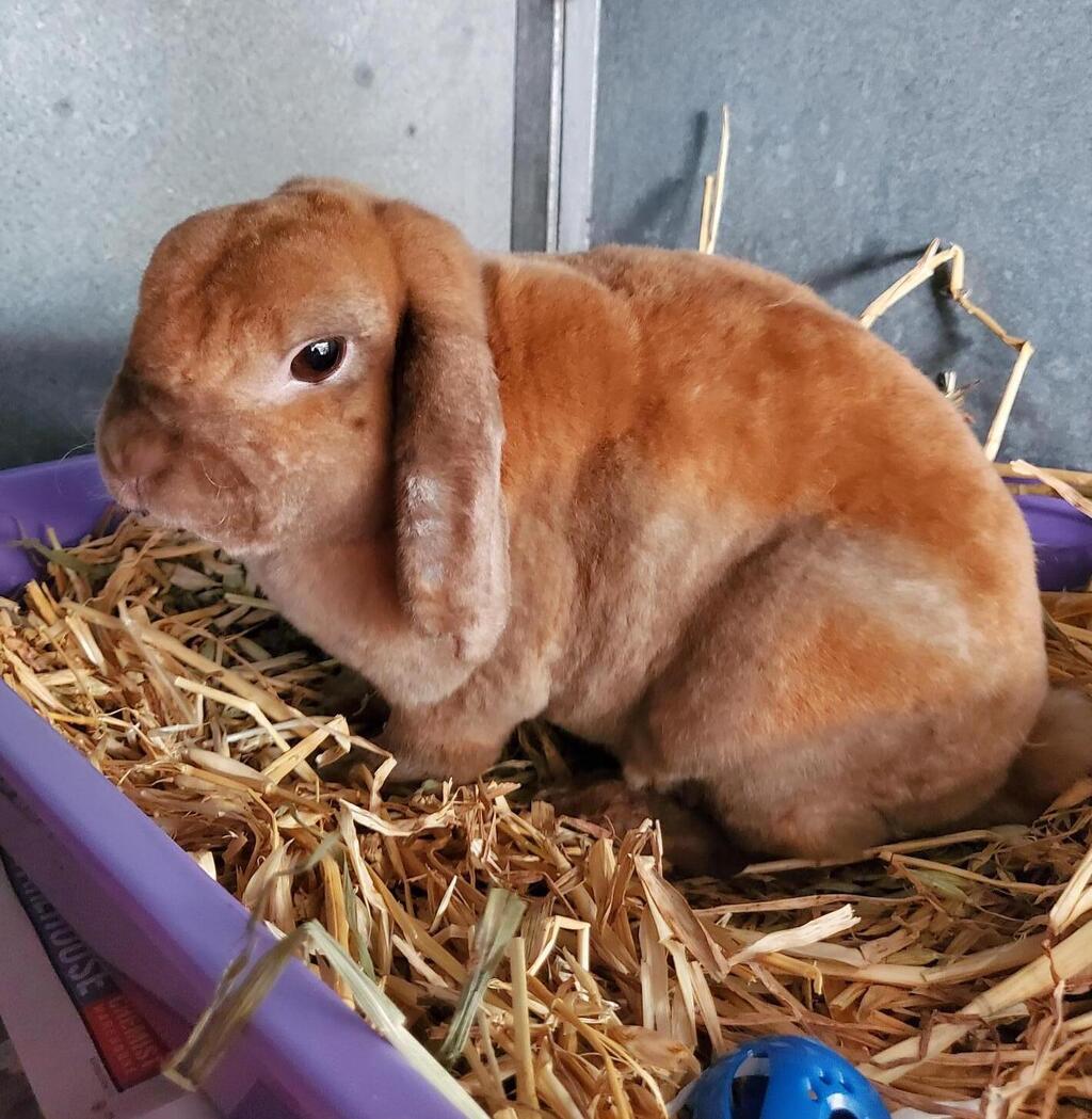 Donny - Male Holland Lop Mix Rabbit in VIC - PetRescue