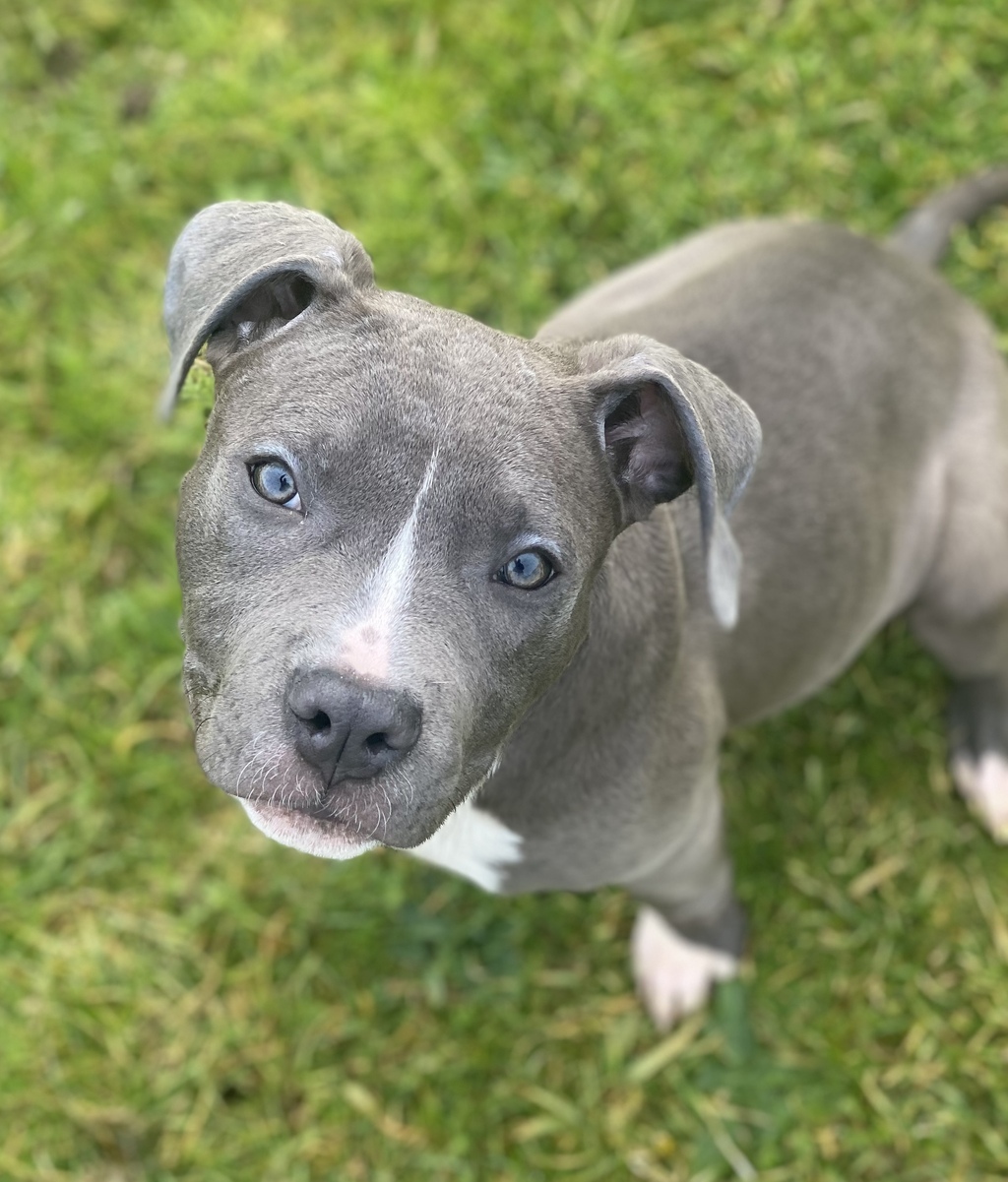 RSPCA Pearcedale Victoria PetRescue