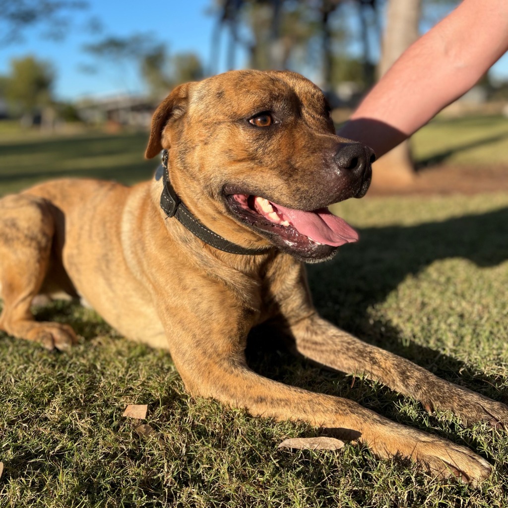 SAFE Karratha (Saving Animals From Euthanasia) PetRescue