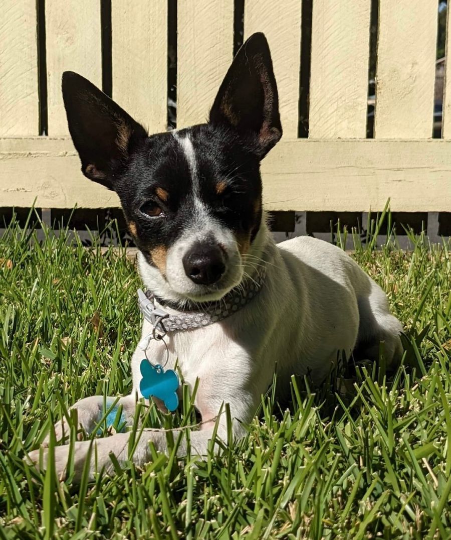 Stanley - 1 Year Old Chihuahua x Foxy (Trial) - Small Male Chihuahua Dog in  NSW - PetRescue