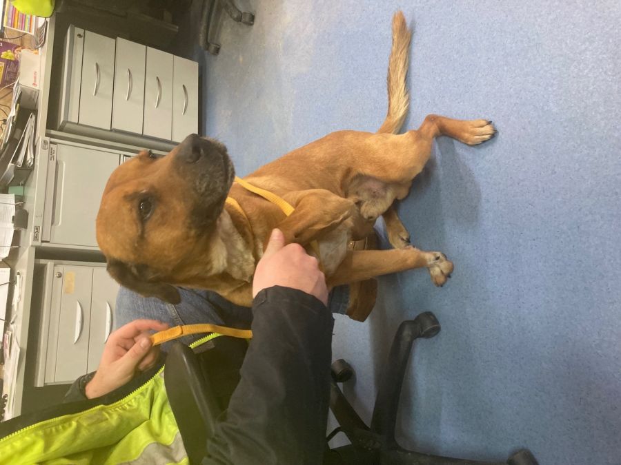 Goulburn Mulwaree Council PetRescue